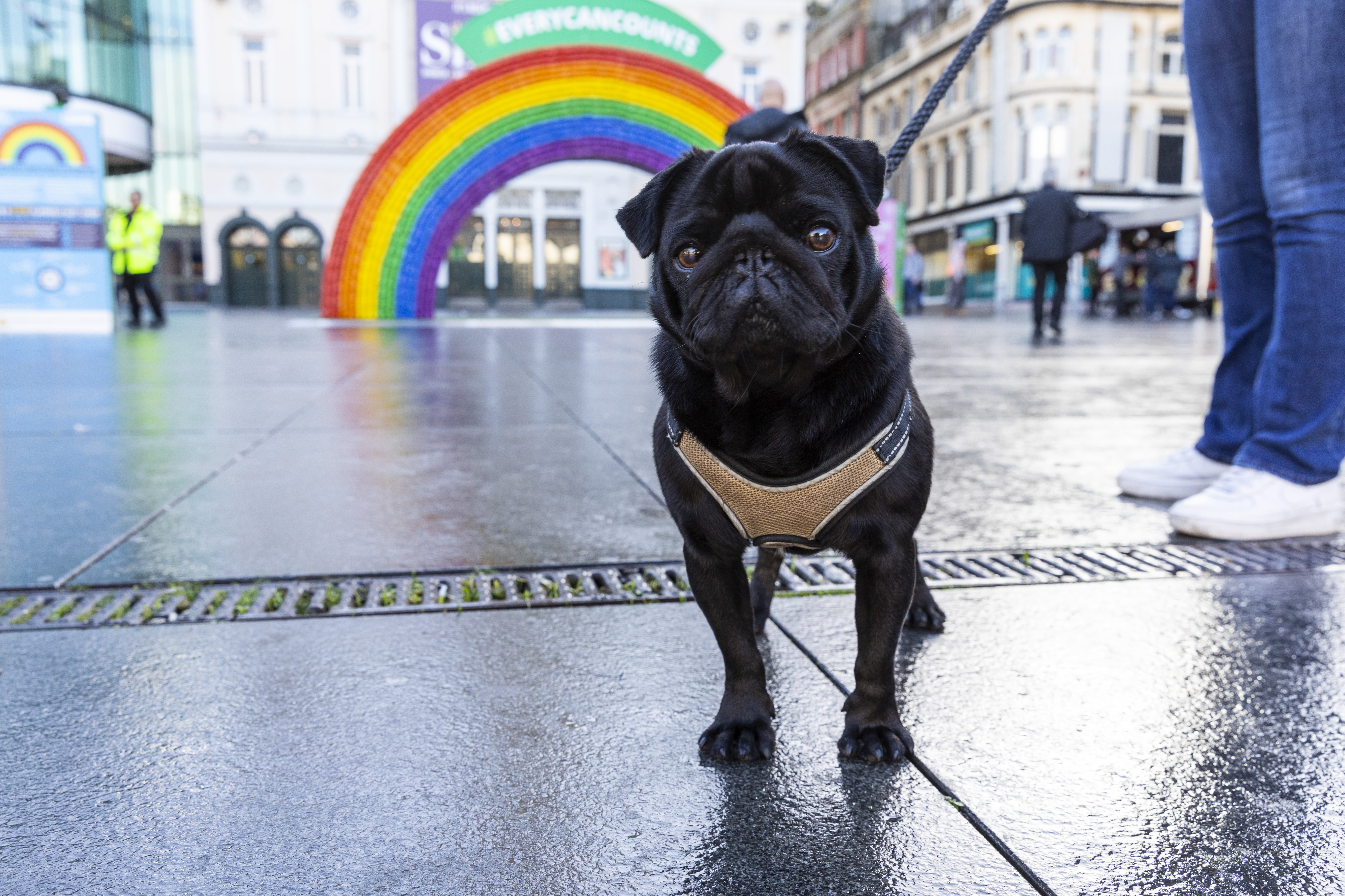 Dog Bruno poses for a photo near the #EveryCanCounts rainbow.